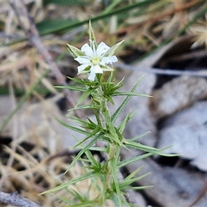 Stellaria pungens at Goulburn, NSW - 30 Oct 2024 04:33 PM