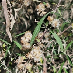 Olearia viscidula (Wallaby Weed) at Goulburn, NSW - 30 Oct 2024 by trevorpreston