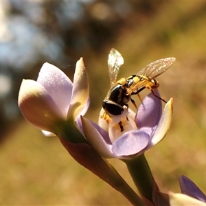 Thelymitra peniculata at Cook, ACT - 28 Oct 2024