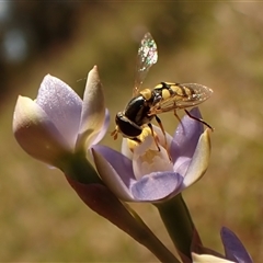 Thelymitra peniculata at Cook, ACT - 28 Oct 2024