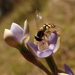 Thelymitra peniculata at Cook, ACT - 28 Oct 2024