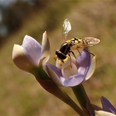 Thelymitra peniculata at Cook, ACT - 28 Oct 2024