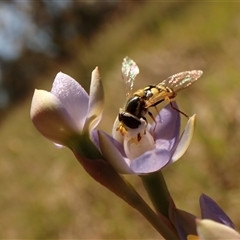 Thelymitra peniculata at Cook, ACT - 28 Oct 2024