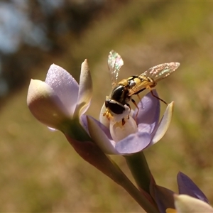 Thelymitra peniculata at Cook, ACT - 28 Oct 2024