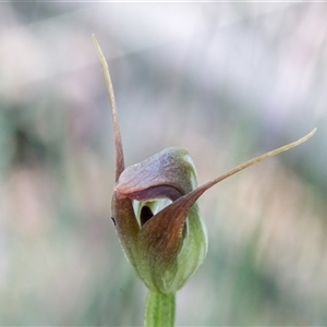 Pterostylis pedunculata at Brindabella, ACT - suppressed