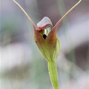 Pterostylis pedunculata at Brindabella, ACT - suppressed