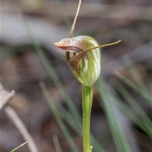 Pterostylis pedunculata at Brindabella, ACT - suppressed