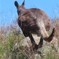 Osphranter robustus robustus (Eastern Wallaroo) at Chapman, ACT - 30 Oct 2024 by RobParnell