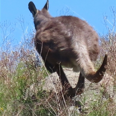 Osphranter robustus robustus (Eastern Wallaroo) at Chapman, ACT - 30 Oct 2024 by RobParnell