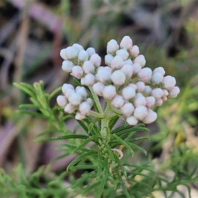 Ozothamnus diosmifolius (Rice Flower, White Dogwood, Sago Bush) at Goulburn, NSW - 30 Oct 2024 by trevorpreston