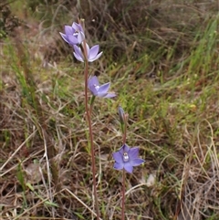 Thelymitra nuda (Scented Sun Orchid) at Cook, ACT - 23 Oct 2024 by CathB