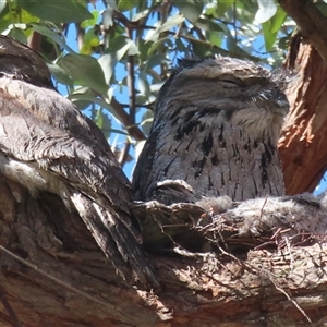 Podargus strigoides at Griffith, ACT - suppressed