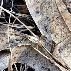 Plebs bradleyi (Enamelled spider) at Goulburn, NSW - 30 Oct 2024 by trevorpreston