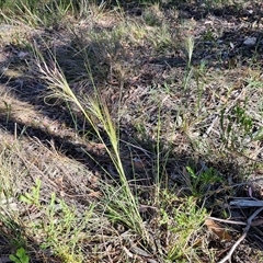 Austrostipa densiflora at Goulburn, NSW - 30 Oct 2024