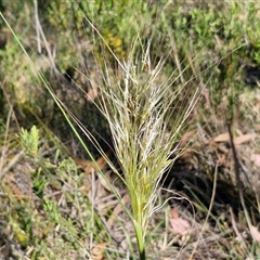 Austrostipa densiflora at Goulburn, NSW - 30 Oct 2024