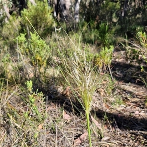 Austrostipa densiflora at Goulburn, NSW - 30 Oct 2024