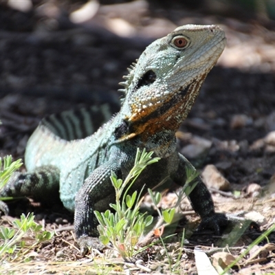 Intellagama lesueurii howittii (Gippsland Water Dragon) at Yarralumla, ACT - 30 Oct 2014 by Jennybach