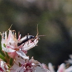 Alleculinae sp. (Subfamily) (Unidentified Comb-clawed beetle) at Goulburn, NSW - 30 Oct 2024 by trevorpreston