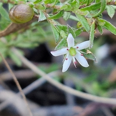 Rhytidosporum procumbens (White Marianth) at Goulburn, NSW - 30 Oct 2024 by trevorpreston