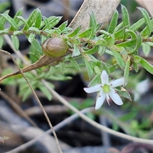 Rhytidosporum procumbens at Goulburn, NSW - 30 Oct 2024