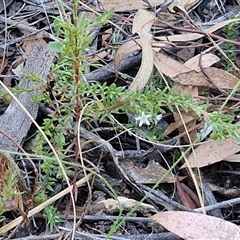 Rhytidosporum procumbens at Goulburn, NSW - 30 Oct 2024 04:21 PM