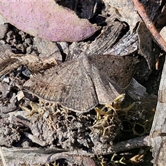 Taxeotis subvelaria (Neat Taxeotis) at Goulburn, NSW - 30 Oct 2024 by trevorpreston