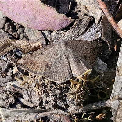 Taxeotis subvelaria (Neat Taxeotis) at Goulburn, NSW - 30 Oct 2024 by trevorpreston