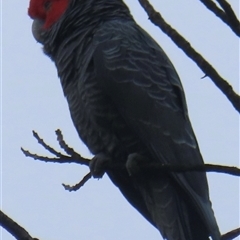 Callocephalon fimbriatum (Gang-gang Cockatoo) at Narrabundah, ACT - 29 Oct 2024 by RobParnell