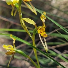 Diuris sulphurea (Tiger Orchid) at Goulburn, NSW - 30 Oct 2024 by trevorpreston