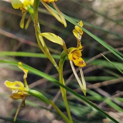 Diuris sulphurea (Tiger Orchid) at Goulburn, NSW - 30 Oct 2024 by trevorpreston