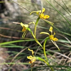 Diuris sulphurea at Goulburn, NSW - suppressed