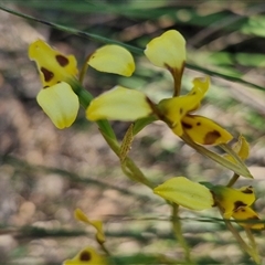 Diuris sulphurea at Goulburn, NSW - suppressed