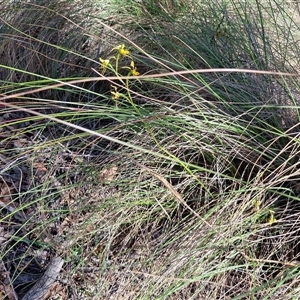 Diuris sulphurea at Goulburn, NSW - suppressed