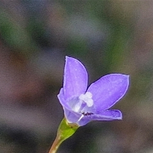 Wahlenbergia multicaulis at Goulburn, NSW - 30 Oct 2024