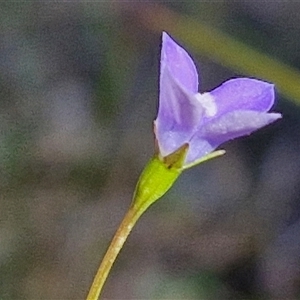 Wahlenbergia multicaulis at Goulburn, NSW - 30 Oct 2024