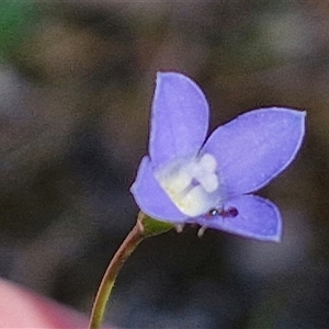 Wahlenbergia multicaulis at Goulburn, NSW - 30 Oct 2024