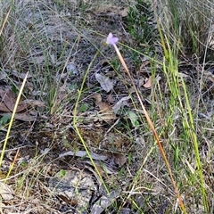 Wahlenbergia multicaulis at Goulburn, NSW - 30 Oct 2024