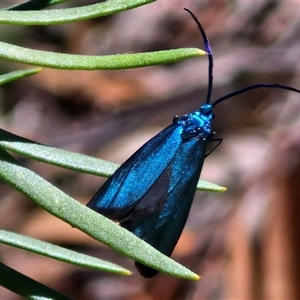 Pollanisus (genus) at Goulburn, NSW - 30 Oct 2024