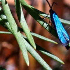 Pollanisus (genus) at Goulburn, NSW - 30 Oct 2024