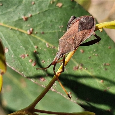 Amorbus sp. (genus) (Eucalyptus Tip bug) at Goulburn, NSW - 30 Oct 2024 by trevorpreston