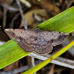 Taxeotis subvelaria at Goulburn, NSW - 30 Oct 2024 04:06 PM