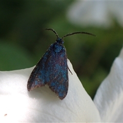 Pollanisus (genus) (A Forester Moth) at Murrumbateman, NSW - 30 Oct 2024 by SimoneC