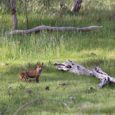 Vulpes vulpes (Red Fox) at Weetangera, ACT - 10 Oct 2014 by Jennybach