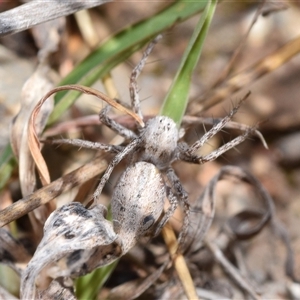 Oxyopes sp. (genus) at Bredbo, NSW - 30 Oct 2024