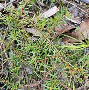 Persoonia chamaepeuce at Tinderry, NSW - 30 Oct 2024 05:07 PM