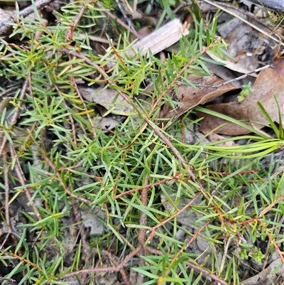 Persoonia chamaepeuce (Dwarf Geebung) at Tinderry, NSW - 30 Oct 2024 by Csteele4