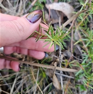 Persoonia chamaepeuce at Tinderry, NSW - 30 Oct 2024 05:07 PM