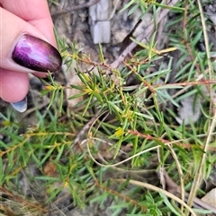 Persoonia chamaepeuce at Tinderry, NSW - 30 Oct 2024 05:07 PM