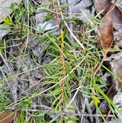 Persoonia chamaepeuce at Tinderry, NSW - 30 Oct 2024 05:07 PM