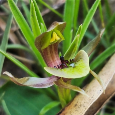 Chiloglottis sp. aff. jeanesii (Kybeyan Bird Orchid) at Tinderry, NSW - 30 Oct 2024 by Csteele4